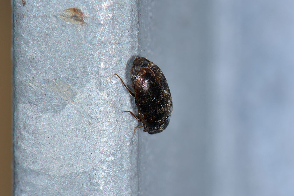 Dermestidae: Trogoderma glabrum? S.